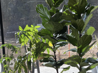 Primavera en Febrero